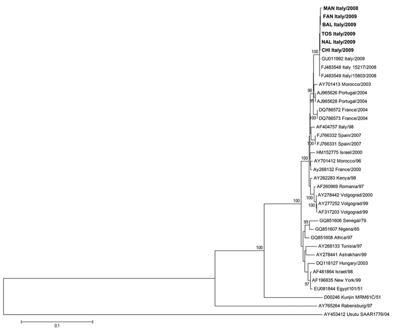 Phylogenetic trees of West Nile virus strains isolated during outbreaks in Italy, 2008–2009, based on nucleotide sequences of the complete envelope gene. Phylogenetic tree and distance matrices were constructed by using nucleotide alignment, the Kimura 2-parameter algorithm, and the neighbor-joining method implemented in MEGA version 4.1 (www.megasoftware.net/mega4/mega41.html). The tree was rooted by using Usutu virus as the outgroup virus. The robustness of branching patterns was tested by 1,0