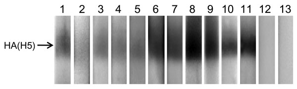 Western blot analysis of virus neutralization (VN)–positive raccoon serum specimens. A/whooper swan/Mongolia/4/05 (H5N1) virus (clade 2.2) was purified through a 25% sucrose cushion and used as an antigen under nonreducing conditions in the Western blot assay. After blocking with 5% skim milk, each raccoon serum specimen (1:100 dilution) was incubated for 1 h and then reacted with horseradish peroxidase (HRP)–labeled protein A/G (Pierce Chemical Co., Rockford, IL, USA) and subjected to chemilumi