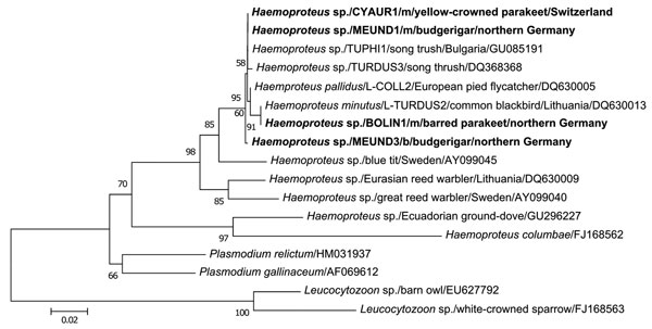 Phylogenetic relationships based on alignment of 479 bp of the cytochrome b gene of Haemoproteus spp. isolated from megalomeronts (m) of infected muscles and blood (b) of parrots with related hematozoan parasites in GenBank and the database MalAvi (http://mbio-serv4.mbioekol.lu.se/avianmalaria; 10). Nucleotide distance values of the maximum likelihood phylogenetic tree were calculated under the HKY substitution model. New sequences of Haemoproteus spp. from parrots of this study are shown in bol