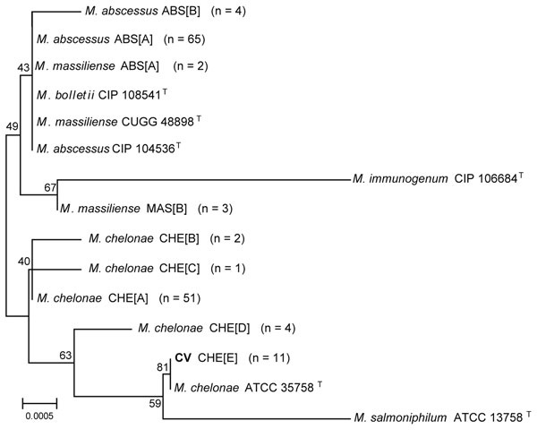 Neighbor-joining tree of a 1,341-bp region of unique 16S rRNA gene sequences of 138 clinical isolates and reference strains of the Mycobacterium chelonae-abscessus complex. Branch support is recorded at nodes as a percentage of 1,000 bootstrap iterations. Clinical isolates are labeled by the identification, followed by the sequevar group and the number of isolates. Scale bar indicates nucleotide substitutions per site. CIP, Collection of Institute Pasteur; CCUG, Culture Collection, University of