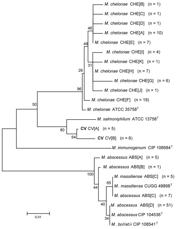 Neighbor-joining tree of 233 bp of unique internal transcribed spacer region sequences of 138 clinical isolates and reference strains of the Mycobacterium chelonae-abscessus complex. Branch support is recorded at nodes as a percentage of 1,000 bootstrap iterations. Clinical isolates are labeled by the identification, followed by the sequevar group and the number of isolates. Scale bar indicates nucleotide substitutions per site. ATCC, American Type Culture Collection; CV, M. chelonae variant; CI
