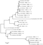 Thumbnail of Neighbor-joining tree of a 676-bp region of unique rpoB gene sequences of 153 clinical isolates and reference strains of the Mycobacterium chelonae-abscessus complex. Branch support is recorded at nodes as a percentage of 1,000 bootstrap iterations. Clinical isolates are labeled by the identification, followed by the sequevar group and the number of isolates. Scale bar indicates nucleotide substitutions per site. ATCC, American Type Culture Collection; CV, M. chelonae variant; CIP, 