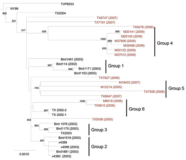 Maximum-likelihood phylogenetic tree of Upper Texas Gulf Coast, USA, West Nile virus isolates, 2002–2009. The tree was inferred from open reading frame sequences of 33 Upper Texas Gulf Coast isolates and NY99 by using PhyML (17) and rooted with IS-98 STD. The outgroup has been removed. Bootstrap values are for 1,000 replicates and only values &gt;500 are shown. Groups 1–3 were previously identified by May et al. (12). Red, isolates sequenced in this study. Scale bar indicates nucleotide substitu