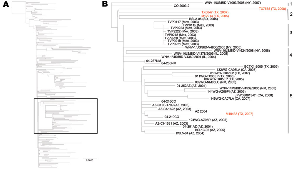 Maximum-likelihood phylogenetic tree showing all published, full open reading frame North American West Nile virus isolates, 2002–2009 (A), and enlargement showing SW/WN03 genotype (B). Red, isolates sequenced in this study. Scale bar in panel A indicates nucleotide substitutions per site. Numbers on the right in panel B indicate groups.
