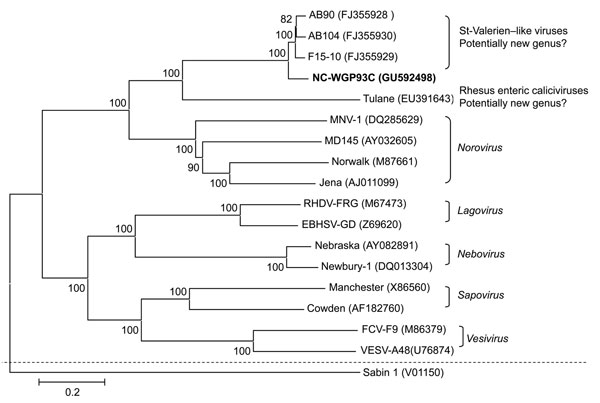 Neighbor-joining phylogenetic tree of caliciviruses based on the complete genomes (nucleotide). The newly identified St-Valerien–like virus NC-WGP93C strain is in boldface. The GenBank accession number of each strain is within parentheses. Bootstrap values are shown near branches. Human Poliovirus Sabin 1 was an outgroup control. Scale bar indicates nucleotide substitutions per site.