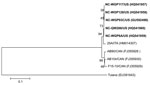 Thumbnail of Neighbor-joining phylogenetic tree of St-Valerien–like viruses based on the predicted capsid viral protein 1 sequences (516 aa). The newly identified US St-Valerien–like virus strains are in boldface. The GenBank accession number of each strain is within parentheses. Bootstrap values are shown near branches. Rhesus monkey Tulane calicivirus was an outgroup control. Scale bar indicates amino acidsubstitutions per site.