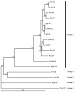 Thumbnail of Neighbor-joining phylogram based on complete genome nucleotide sequences of selected West Nile virus strains. Strain abbreviations (isolation source, country, year, GenBank accession no.): Hu-04: Accipiter gentilis, Hungary, 2004, DQ116961; Gr-10: Culex pipiens, Greece, 2010, HQ537483; SA-89: human, South Africa, 1989, EF429197; SA-01: human, South Africa, 2001, EF429198; Ug-37: human, Uganda, 1937, AY532665; WNFCG: derivate of Ug-37, M12294; SE-90: Mimomyia lacustris, Senegal, 1990