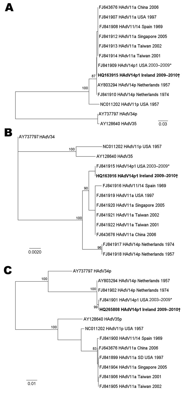 Maximum-likelihood trees of the full-length fiber (A), E1A (B), and hexon (C) open reading frames of adenovirus B2 subgenera. Phylogenetic analysis was performed by using reference sequences from GenBank for the adenovirus B2 subgenera, including prototype reference strains. The query sequences from this study are identical and are represented in boldface. The tree was built in PAUP* (23) on the basis of the HKY85 model of evolution and for the fiber tree also with a β distribution and used midp