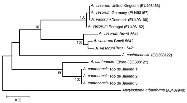 Neighbor-joining phylogenetic tree based on Kimura 2-parameter (K2-p) distances that includes all Angiostrongylus COI sequences in GenBank and the sequences obtained from 3 Angiostrongylus specimens recovered from the pulmonary arteries of a naturally infected Norway rat (Rattus norvegicus) from São Gonçalo, Rio de Janeiro, Brazil, 2010. The specimens yielded 1 haplotype, which clustered together with the A. cantonensis haplotype from the People’s Republic of China with a low genetic distance (K