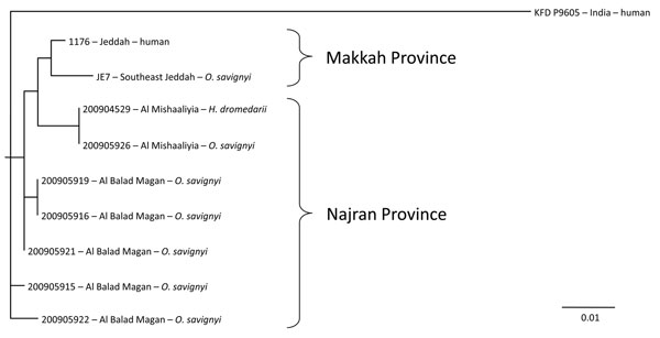 Phylogenetic analysis of Alkhurma viruses isolated from Ornithodoros savignyi and Hyalomma dromedarii ticks in Najran Province, Kingdom of Saudi Arabia. A 390-bp region of the core protein C and preM genes was amplified and sequenced for each of the isolates (HQ443410–6) by using primers ALK244S (5′-GTGTTGATGCGCATGATGGG-3′) and ALK665R (5′-TGCAGAAACAGTCCACATCA-3′). A maximum-likelihood analysis was conducted with available sequences in GenBank for ALK (NC_004355; 3) by using Kyasanur Forest dise