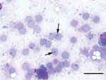 Thumbnail of Lung of a forest reindeer infected with Babesia sp. EU1. Arrows indicate erythrocytes with protozoal inclusions. Scale bar = 20 µm.