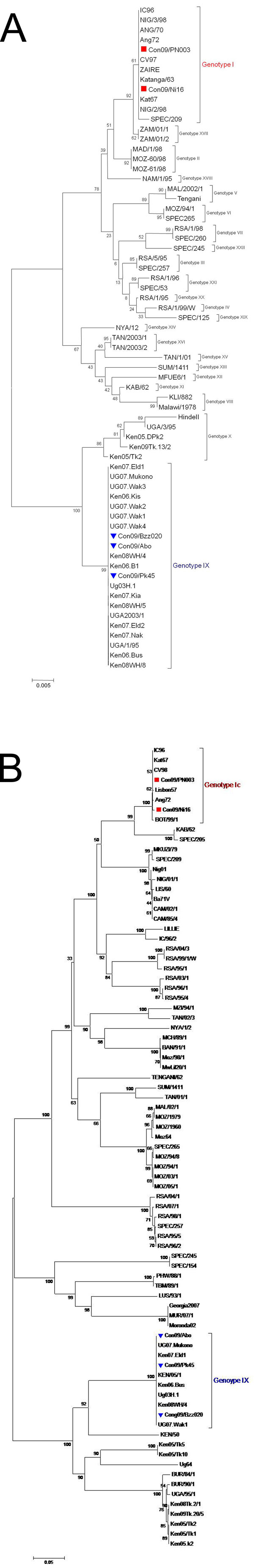 Minimum-evolution (ME) phylogenetic trees of 5 isolates from Republic of the Congo, 2009, based on C-terminal end of the p72 protein relative to the 22 p72 genotypes (labeled I–XXII) involved 6-nt sequences (A) and full length p54 gene sequences among 90 African swine fever virus (ASFV) isolates (B). The trees were inferred by using the ME method after initial application of a neighbor-joining algorithm. The percentage of replicate trees in which the associated taxa clustered by bootstrap analys