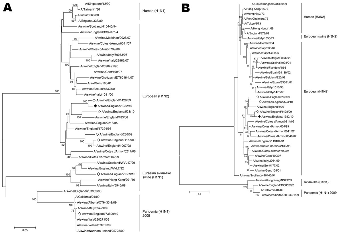 Phylogenetic analysis of influenza A virus hemagglutinin (A) and neuraminidase (B) genes. Trees were constructed by using the neighbor-joining method. Solid diamonds indicate A/swine/England/1382/10 genes from virus isolated in this study, and open diamonds indicate genes from other viruses reported in this study. Percentage of replicate trees in which the associated taxa clustered together in the bootstrap test (1,000 replicates) is shown next to the branches for values &gt;70% (11). Evolutiona
