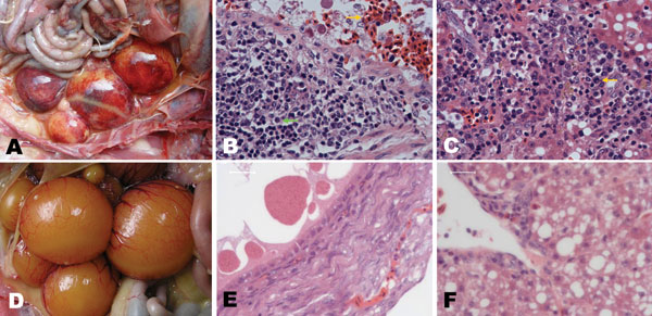 Pathologic changes in diseased Pekin ducks. A) Ovary with hyperemia, hemorrhage, and distortion. B) Ovary with hemorrhage (gold arrow), macrophage and lymphocyte infiltration and hyperplasia (green arrow). C) Liver with interstitial inflammation in the portal area (gold arrow). D and E) Ovaries from healthy ducks. F) Liver from healthy duck. A, C) Original magnification ×40; B, C, E, F) scale bars = 90 μm.