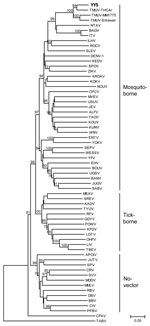 Thumbnail of Phylogenetic analysis of isolate YY5 (in boldface) from an ill Shaoxing duck in the People’s Republic of China and selected other flaviviruses obtained by using an ≈1-kb nt sequence in the nonstructural 5 genomic region. The tree was constructed by the neighbor-joining method of MEGA (7). Numbers at nodes indicate bootstrap percentages obtained after 1,000 replicates; only bootstrap values &gt;70% are shown. Scale bar indicates genetic distance. The sequences used in the phylogeneti
