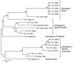 Thumbnail of Phylogenetic tree of dengue virus 1 (DENV-1) serotype viruses from Sri Lanka (SL), 2009–2010, and other DENV-1 viruses. The tree is based on a 498-bp (nt 2056–2554) fragment that encodes portions of the envelope protein and nonstructural protein 1. Phylogenetic analysis was conducted by using MEGA5 (10). Percentages of replicate trees in which the associated taxa clustered in the bootstrap test (1,000 replicates) are shown next to the branches. Genotype I (Asia) includes SL isolates