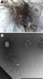 Thumbnail of A) Skin lesions showing a crater morphologic appearance typical of poxvirus around the anus of a llama from a farm near Calcata (Viterbo) in Northern Latium, Italy. B) Electron micrography image of skin lesion sample showing negatively stained brick viral particle of ≈160–220 nm, consistent with orthopoxvirus. Scale bar = 1 µm.