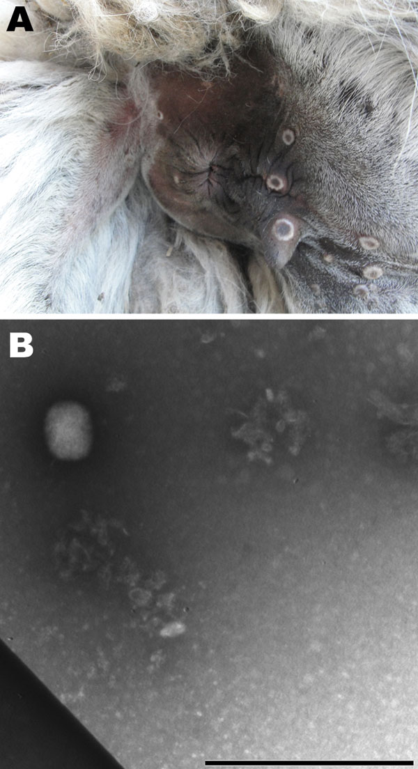 A) Skin lesions showing a crater morphologic appearance typical of poxvirus around the anus of a llama from a farm near Calcata (Viterbo) in Northern Latium, Italy. B) Electron micrography image of skin lesion sample showing negatively stained brick viral particle of ≈160–220 nm, consistent with orthopoxvirus. Scale bar = 1 µm.