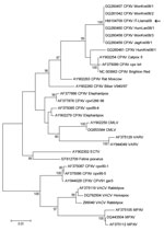 Thumbnail of Phylogenetic tree based on nucleotide sequences of the complete hemagglutinin open reading frame (921 bp) from the llama orthopoxvirus isolate (arrow) and additional orthopoxvirus sequences available in GenBank. The tree has been constructed by using nucleotide alignment, the Kimura 2-parameter algorithm, and the neighbor-joining method implemented in MEGA4.1 software (www.megasoftware.net). Bootstrap values &gt;75 are shown at nodes. CPXV, cowpox virus; CMLV, camelpox virus; VARV,