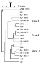 Thumbnail of Amplified fragment length polymorphism analysis of 9 animal Acinetobacter baumannii isolates belonging to the major pulsed-field gel electrophoresis types and 9 reference strains of the European clones I–III from the Leiden University Medical Center collection. *Reference strains of European clone I; †reference strains of European clone III; ‡reference strains of European clone II.