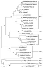 Thumbnail of Phylogenetic analysis of the partial nucleotide sequence (369 nt) encoding the viral protein 1 gene of Saffold virus (SAFV) isolated in this study and other reference strains. The tree was generated by using the neighbor-joining method and MEGA4 (www.megasoftware.net). Bootstrap values &gt;80 are indicated for the corresponding nodes on the basis of a resampling analysis of 1,000 replicates. Scale bar indicates nucleotide substitutions per site.