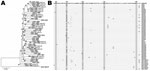 Thumbnail of A) Phylogenetic relationships of feline coronaviruses (FCoVs) detected in feces of healthy cats and in organs/ascites of cats with feline infectious peritonitis. Alignment of the matrix (M) gene sequences was used to generate a rooted neighbor-joining tree with the M gene sequence of canine coronavirus strain NJ17 (Genbank accession no. AY704917) as outgroup. Bootstrap confidence values (percentages of 1,000 replicates) are indicated at the relevant branching points. Branch lengths