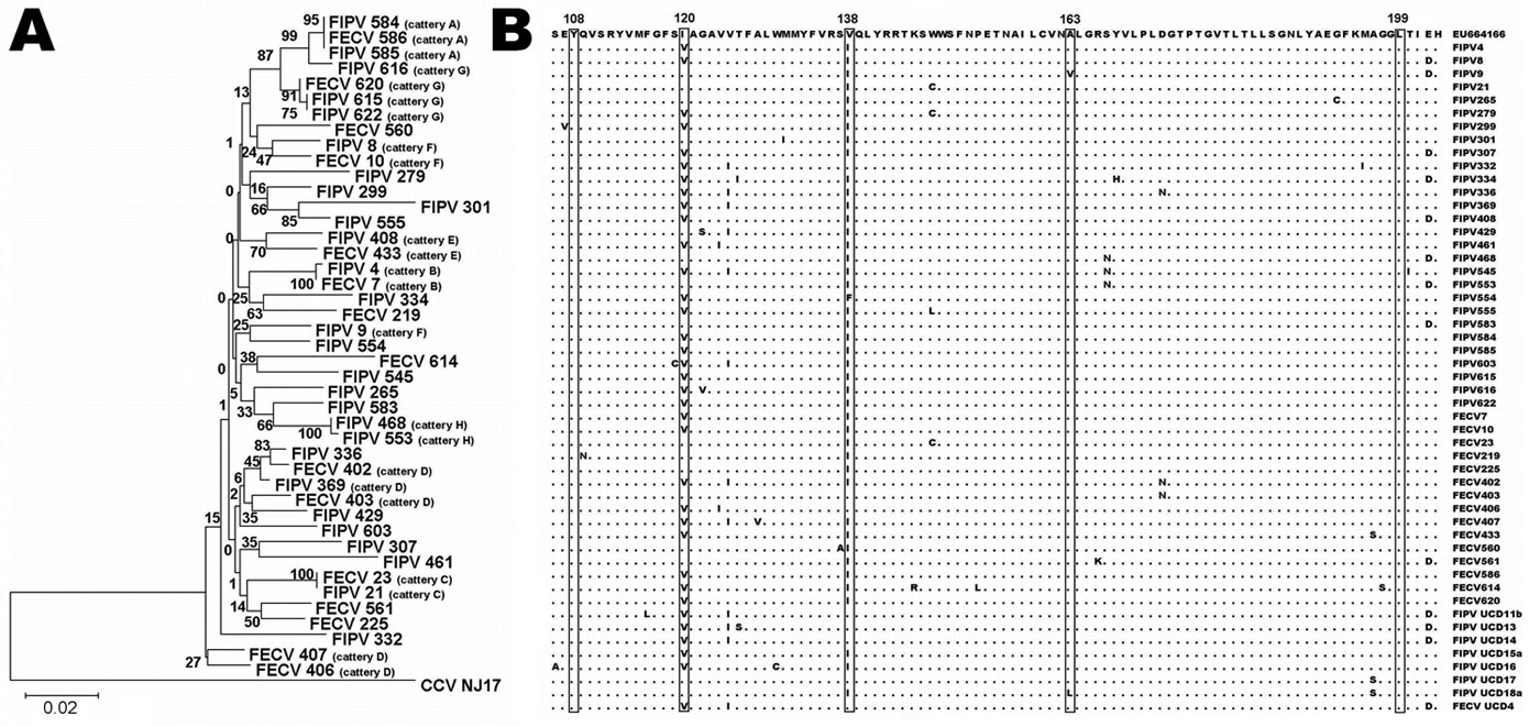 A) Phylogenetic relationships of feline coronaviruses (FCoVs) detected in feces of healthy cats and in organs/ascites of cats with feline infectious peritonitis. Alignment of the matrix (M) gene sequences was used to generate a rooted neighbor-joining tree with the M gene sequence of canine coronavirus strain NJ17 (Genbank accession no. AY704917) as outgroup. Bootstrap confidence values (percentages of 1,000 replicates) are indicated at the relevant branching points. Branch lengths are drawn to