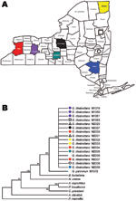 Thumbnail of Collection sites in New York counties (A) are color-matched with respective Geomyces destructans isolates in maximum-parsimony tree based on nucleotide sequence of the VPS13 gene (B). The tree was constructed with MEGA4 (9) by using 450 nt and bootstrap test with 500 replicates. In addition to G. destructans and G. pannorum, fungi analyzed were Ajellomyces capsulatus (AAJI01000550.1), Aspergillus clavatus NRRL 1 (AAKD03000035.1), Botryotinia fuckeliana B05.10 (AAID01002173.1), Cocci