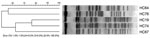 Thumbnail of Cluster analysis of the enteroaggregative Escherichia coli strains from the pulsed-field gel electrophoresis fingerprinting.
