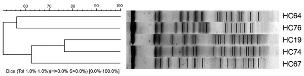 Cluster analysis of the enteroaggregative Escherichia coli strains from the pulsed-field gel electrophoresis fingerprinting.