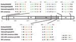 Thumbnail of GII.12 norovirus viral protein (VP) 1 cartoon depicting amino acid similarities and locations between 2009–10 GII.12 strains and pre-2009 GII.12 strains. The S, P1, and P2 domains of VP1 are labeled accordingly. The VP1 amino acid numbering is based on the GII.12 prototype strain Wortley (GenBank accession no. AJ277618). Amino acid types are indicated by colors: green, polar; blue, basic; red, acidic; and black, hydrophobic. The 80% consensus sequence is based on a VP1 consensus seq