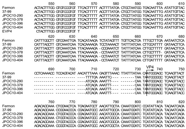 Nucleotide sequences of 5′ untranslated regions of enterovirus 68 strains, Osaka, Japan, October 2009–October 2010. The strain detected in Osaka showed deletions when compared with Fermon and 37–99 strains. Arrow indicates the start codon (ATG) of the viral protein 4 (VP4) gene. Partial nucleotide sequences (corresponding to nt 541–820 of the Fermon strain) of 5′ untranslated regions of Fermon, 37–99, JPOC10–290, JPOC10–378, JPOC10–396, JPOC10–404, and EVP4 primer were aligned by using BioEdit v