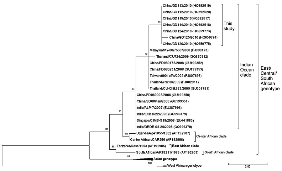 Phylogenetic analysis of partial envelope 1 gene sequences of chikungunya viruses, Guangdong, China, 2010. Numbers along branches indicate bootstrap values. GenBank accession numbers are indicated in parentheses. Scale bar indicates nucleotide substitutions per site.