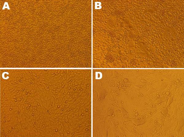 Effect of chikungunya virus nucleic acid–positive serum specimens on C6/36 and BHK-21 cells, Guangdong, China, 2010. A) Control (uninfected) C6/36 cells. B) Infected C6/36 cells, showing cytopathic effect. C) Control (uninfected) BHK-21 cells. D) Infected BHK-21 cells, showing cytopathic effect. (Original magnifications ×200.)