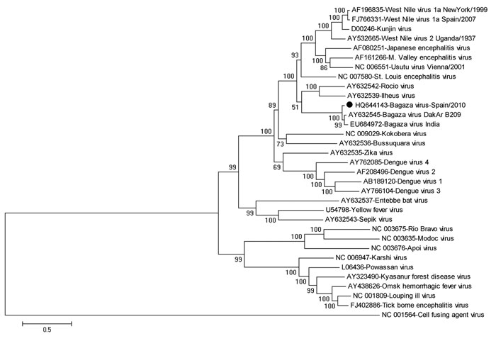 Phylogenetic relationships between a full-length genomic sequence for Bagaza virus identified in Cádiz, Spain, 2010 (solid circle) and 32 full-length flavivirus sequences, including 2 Bagaza virus isolates from GenBank. The phylogenetic tree was inferred by using the maximum-likelihood method. Percentage of 500 successful bootstrap replicates is indicated at the nodes. Evolutionary distances were computed by using the optimal general time reversible + Γ + proportion invariant model. A discrete Γ