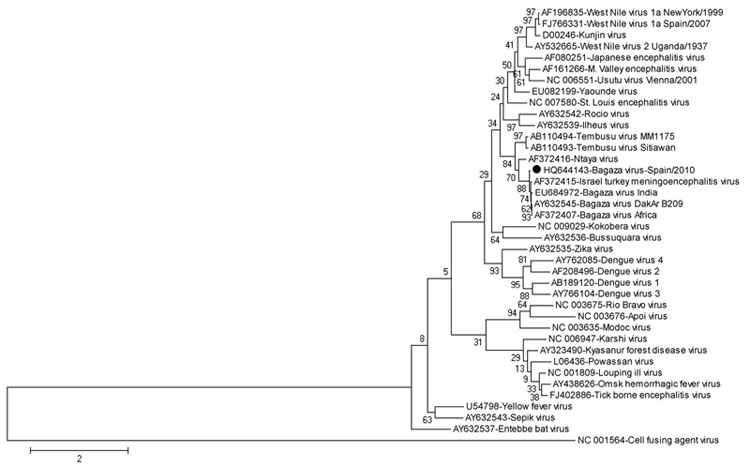 Phylogenetic relationships between partial envelope protein–coding gene sequence for Bagaza virus identified in Cádiz, Spain, 2010 (solid circle) and 38 equivalent flavivirus nucleotide sequences, including those for 3 Bagaza virus isolates, 1 Israel turkey meningoencephalitis virus, 1 Ntaya virus, and 2 Tembusu viruses from GenBank. The phylogenetic tree was inferred by using the maximum-likelihood method. Percentage of 500 successful bootstrap replicates is indicated at the nodes. The optimal