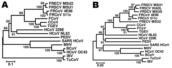 Phylogenetic tree based on nucleotide sequences of the nucleocapsid (A) and spike gene (B) of ferret coronaviruses (FRCoVs) 4E98 (GenBank accession nos. JF260916 and JF260914, respectively) and 511c (accession nos. JF260915 and JF260913, respectively) and other coronaviruses (CoVs). Partial nucleotide sequences were aligned by using ClustalX (www.clustal.org) and a neighbor-joining Kimura 2-parameter model with 1,000 bootstrap replicates; avian CoVs were used as outgroup sequences (p-distance; a