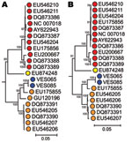 Thumbnail of Phylogenetic analysis of (A) complete nonstructural (NS) and (B) viral protein (VP) 1/VP 2 gene sequences of human parvovirus 4 (PARV4) variants isolated from patients with encephalitis of unknown etiology using 167 available sequences from human PARV4 variants (genotypes 1–3). Blue, study sample; red, genotype 1; orange, genotype 2; yellow, genotype 3. The porcine hokovirus sequence (GenBank accession no. EU200671) was used as an outgroup (not shown). The trees were constructed by
