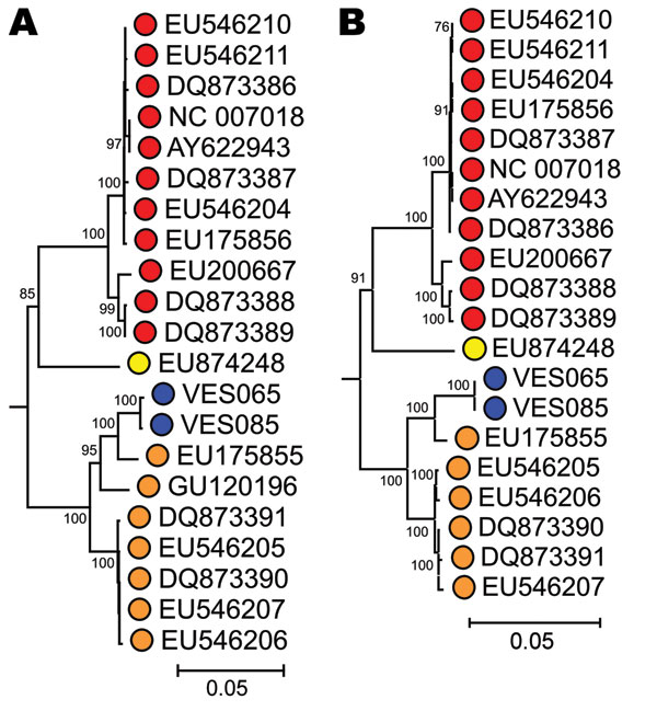 Phylogenetic analysis of (A) complete nonstructural (NS) and (B) viral protein (VP) 1/VP 2 gene sequences of human parvovirus 4 (PARV4) variants isolated from patients with encephalitis of unknown etiology using 167 available sequences from human PARV4 variants (genotypes 1–3). Blue, study sample; red, genotype 1; orange, genotype 2; yellow, genotype 3. The porcine hokovirus sequence (GenBank accession no. EU200671) was used as an outgroup (not shown). The trees were constructed by neighbor-join