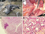 Thumbnail of Pneumonia caused by Mycoplasma capricolum subsp. capricolum in markhors (Capra falconeri), Tajikistan, 2010. A) Adult male markhor found dead with signs of pneumonia and no indications of emaciation. B) Disseminated gray areas of consolidation in the cardiac lobe of the right lung with mucopurulent exudate in bronchi. C) Diffuse proliferative interstitial pneumonia associated with a lesion of suppuration (hematoxylin and eosin stain; original magnification ×40). D) Interstitial pneu