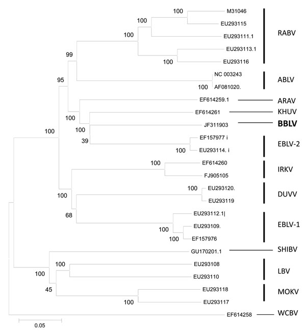 Phylogenetic tree inferred from concatenated N-P-M-G-L sequences of bat lyssaviruses. The neighbor-joining method (Kimura 2-parameter) was used as implemented in MEGA4 software (www.megasoftware.net). Bootstrap values (500 replicates) are shown next to branches. Scale bar indicates nucleotide substitutions per site. Virus isolated in this study is shown in boldface. RABV, rabies virus; ABLV, Australian bat lyssavirus; ARAV, Aravan virus; KHUV, Khujand virus; BBLV, Bokeloh bat lyssavirus; Europea
