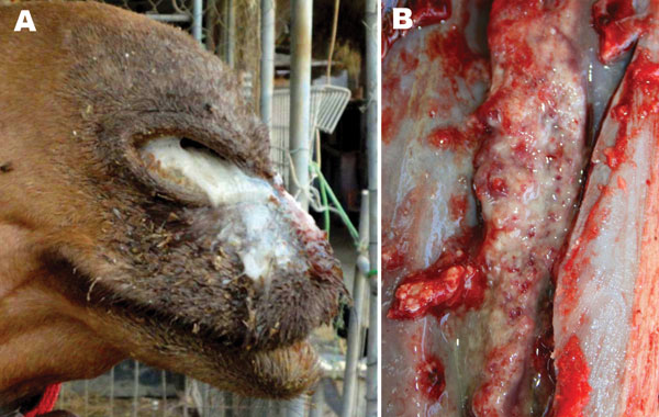 A) Severe mucopurulent discharge from both nostrils of a glanderous dromedary (Camelus dromedarius), Bahrain. B) Glanderous lesions in the choanae of a dromedary.