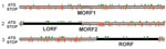 Thumbnail of Open reading frames (ORFs) in gray fox amdovirus genome. Three possible reading frames of the plus-strand sequence with the stop codons indicated by red lines and ATG codons by green flags. Two major ORFs, left (LORF) and right (RORF), are indicated by black bars; 2 small middle ORFs (MORF1 and MORF2) are indicated by gray bars.
