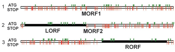 Open reading frames (ORFs) in gray fox amdovirus genome. Three possible reading frames of the plus-strand sequence with the stop codons indicated by red lines and ATG codons by green flags. Two major ORFs, left (LORF) and right (RORF), are indicated by black bars; 2 small middle ORFs (MORF1 and MORF2) are indicated by gray bars.