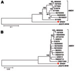 Thumbnail of Phylogenetic analyses of gray fox amdovirus (GFADV) (red dots) and Aleutian mink disease virus (AMDV) based on the complete amino acid sequence of nonstructural protein 1 region (A) and viral protein 1 region (B). The neighbor-joining method was used with p-distance and 1,000 bootstrap replicates. Scale bars represent estimated phylogenetic divergence. GenBank accession numbers are shown on the tree. Minute virus of mice (MVM) was included as an outgroup.