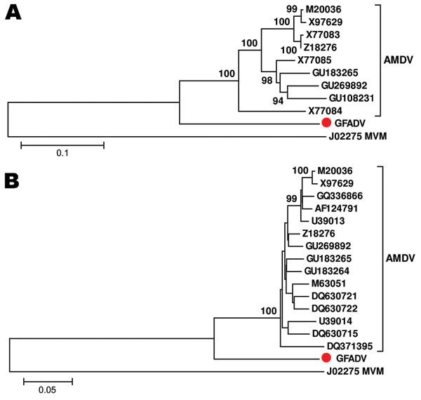 Phylogenetic analyses of gray fox amdovirus (GFADV) (red dots) and Aleutian mink disease virus (AMDV) based on the complete amino acid sequence of nonstructural protein 1 region (A) and viral protein 1 region (B). The neighbor-joining method was used with p-distance and 1,000 bootstrap replicates. Scale bars represent estimated phylogenetic divergence. GenBank accession numbers are shown on the tree. Minute virus of mice (MVM) was included as an outgroup.
