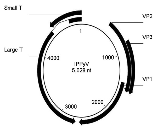 Genomic map of the circular genome of the Institut Pasteur polyomavirus (IPPyV) strain of human polyomavirus 9. Arrows indicate open reading frames. Small T, small T antigen; VP, viral protein; Large T, large T antigen.