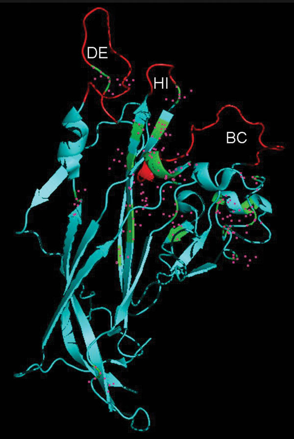Identification of viral protein 1 (VP1) residues differing between human polyomavirus 9 (HPyV9) and lymphotropic polyomavirus (LPV). The DE, HI, and BC loops that extend outward from VP1 are indicated. The crystal structure of simian virus VP1, derived from strain 3BWQ, was used as a template. The red region in the center indicates part of a β strand, which is mostly hidden. Residues differing between HPyV9 and LPV are indicated by pink squares.