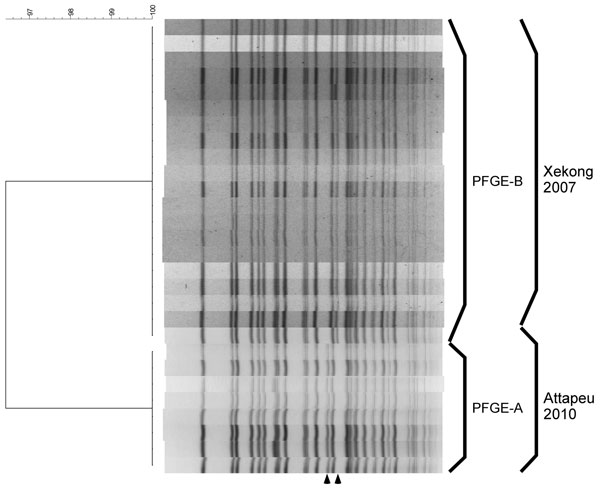 NotI-digested pulsed-field gel electrophoresis (PFGE) profiles of Vibrio cholerae isolates, Laos, 2010. The names of the profiles and the sources of the isolates are shown on the right. A dendrogram was created with BioNumerics software (Applied Maths, Kortrijk, Belgium) by using the Dice coefficient, unweighted pair-group method with arithmetic means, and a band-position tolerance of 1.2%. Arrowheads at bottom indicate location of bands differing in PFGE-A and PFGE-B.