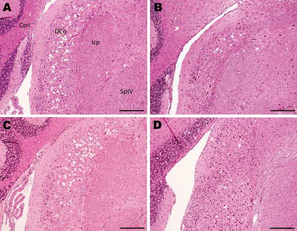 Histopathologic analysis of cochlear nuclei from host-encoded prion protein (PrP)-a mice (C57/BL6) inoculated with (A) fixed material from the suspected case, (B) fixed material from experimental goat bovine spongiform encephalopathy (BSE), (C) unfixed material from experimental sheep BSE, and (D) fixed material from experimental goat scrapie. The BSE-challenged mice (A–C) show confluent vacuolation in the dorsal cochlear nucleus that extends ventrally with increasing lesion severity. Even in mi